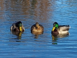 Mallards
