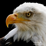 Nature-49