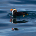 Tufted Puffin with fish swimming on the water in Resurrection Bay