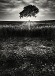 Cracked Earth