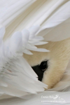 Mute Swan 200116 7
