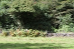 FOM_0663