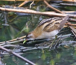 Little Crake