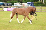 SBM_10293