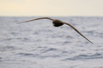 White-chinned Petrel head-on in flight, South Africa