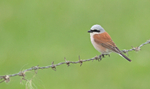 Red-backed Shrike - Lanius collurio