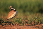 Little Bustard calling early morning, Montgai, Spain