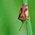 Red-Cross Shield Bug