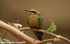 White fronted bee-eater