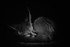 Fennec Fox -RLP_1160