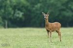 C Roe Deer February