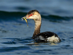 Slavonian Grebe with a fish at Farmoor Reservoir