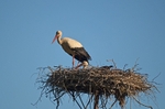 White Storks