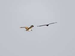 Osprey