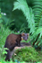 Pine Marten