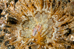Anthopleura ballii