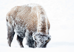Bison-10
