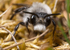 Andrena cineraria (m)
