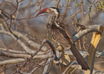 Redbilled Hornbill