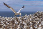 Gannet at Saltee Island, County Wexford, Ireland.