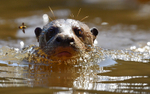 Giant otter