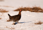 Red Grouse