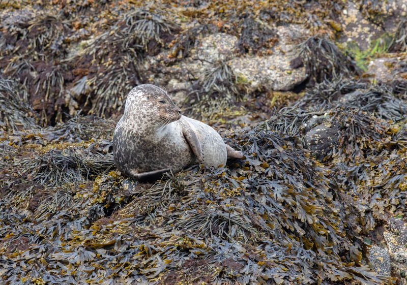 Common Seal - Isle of Skye - Scotland