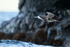 Peruvian Booby flying, Chanaral Island, Chile