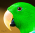 Green Parrot 5