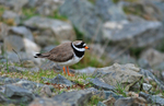 Ringed Plover
