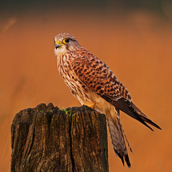 Kestrel perched on a post