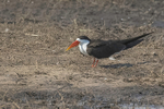 African Skimmer