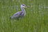 Juv Grey Heron