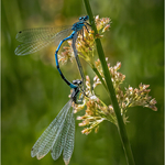 84 Insects of Colour 3