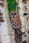 Tawny Owl portfolio