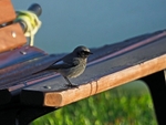 Black Redstart