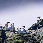 BBW-27-Gannet gathering