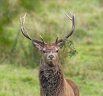 Red Deer - Cervus elaphus