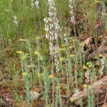 Fibigia (Fibigia clypeata)