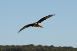 Red Kite 1