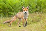 Fox in Meadow 1
