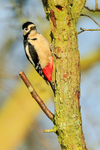 Great Spotted Woodpecker on tree, Worcestershire