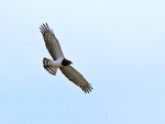 Black-chested Snake-Eagle portfolio