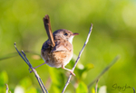 Red Wren Female 9