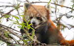 Red Panda