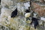 Razorbills
