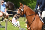 323-CHESTNUT_BOBBY-Molly_Fletcher-SUNTrotUp+SJ portfolio