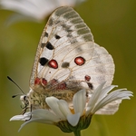 Apollo or mountain Apollo (Parnassius apollo)