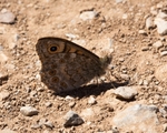 Butterflies & Moths portfolio