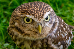 little owl  athena noctua-7262